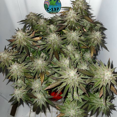 Triple Inferno  growlog timeline photo