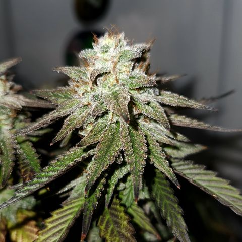 Triple Inferno  growlog timeline photo
