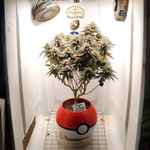 Triple Inferno  growlog timeline photo