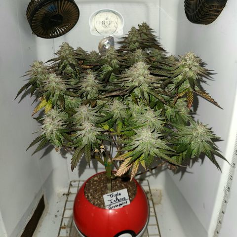 Triple Inferno  growlog timeline photo