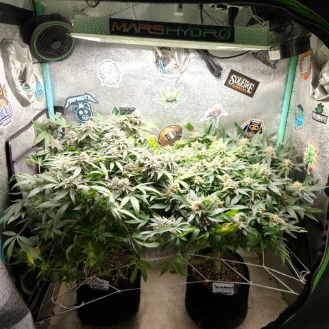 Paramount growlog timeline photo