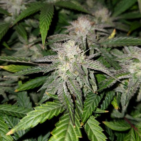Shot Caller  growlog timeline photo