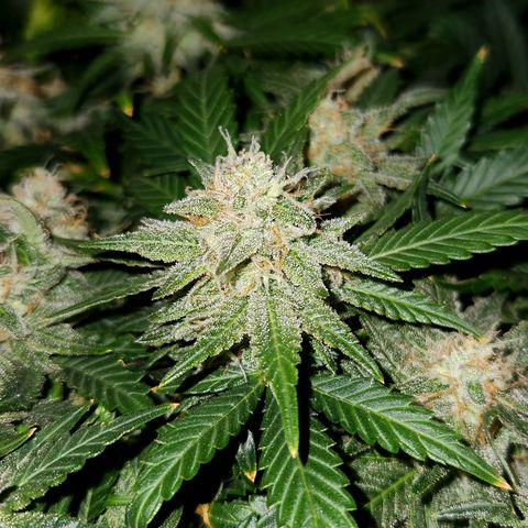 Paramount growlog timeline photo