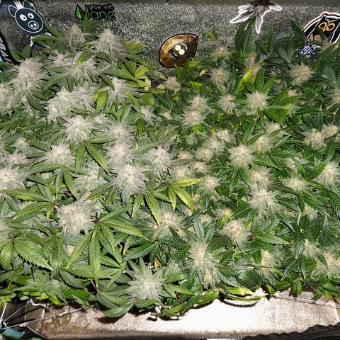 Paramount growlog timeline photo