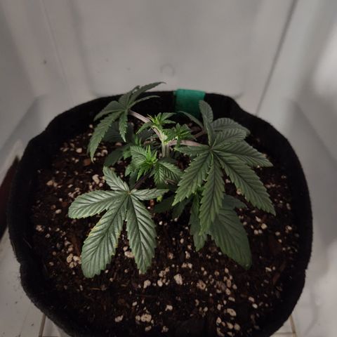 Sinferno growlog timeline photo