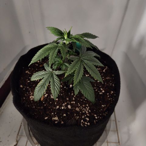 Sinferno growlog timeline photo