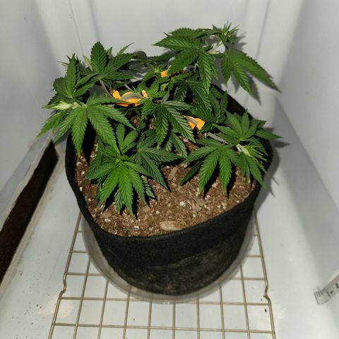 Sinferno growlog timeline photo