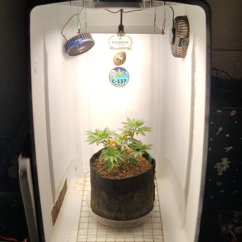 Sinferno growlog timeline photo