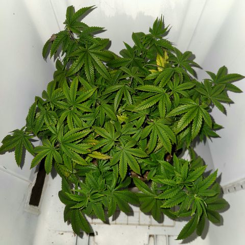 Sinferno growlog timeline photo
