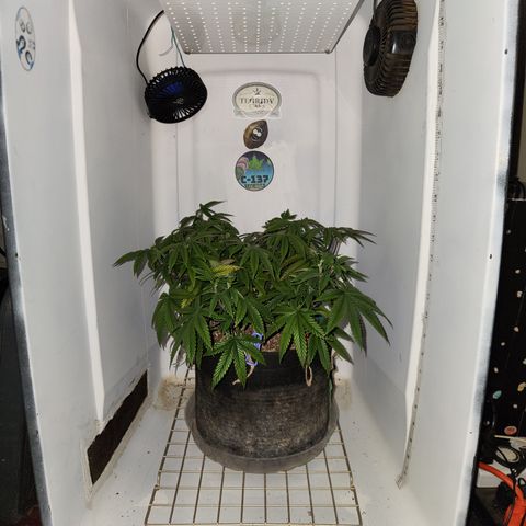 Sinferno growlog timeline photo
