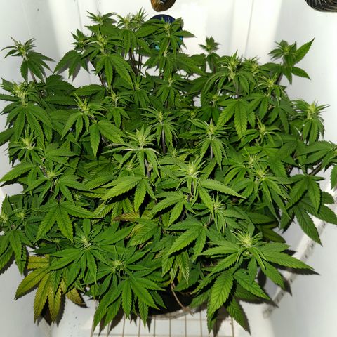 Sinferno growlog timeline photo