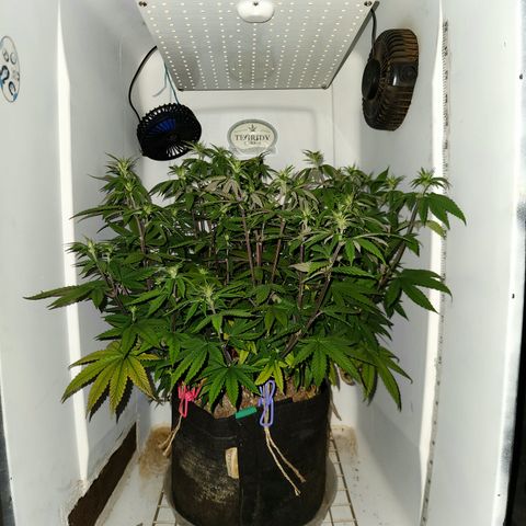 Sinferno growlog timeline photo