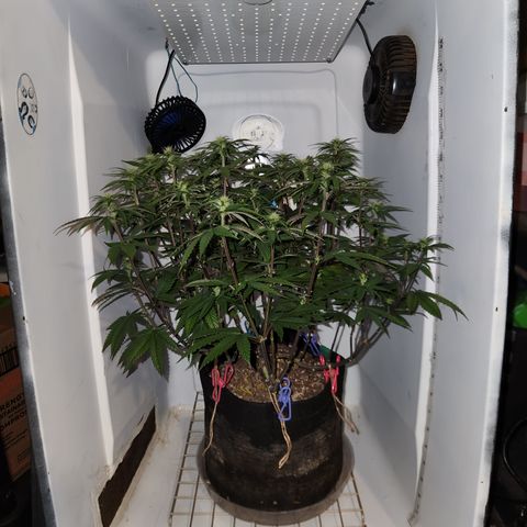 Sinferno growlog timeline photo