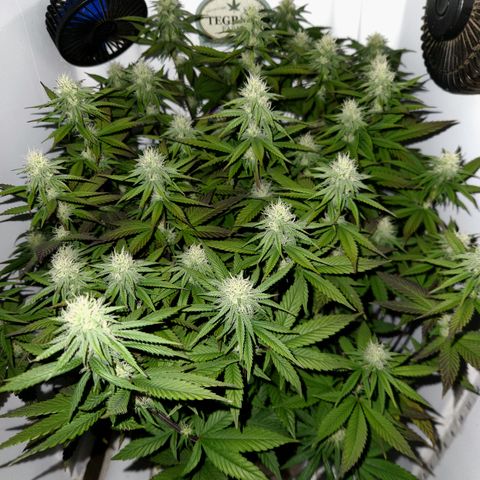 Sinferno growlog timeline photo