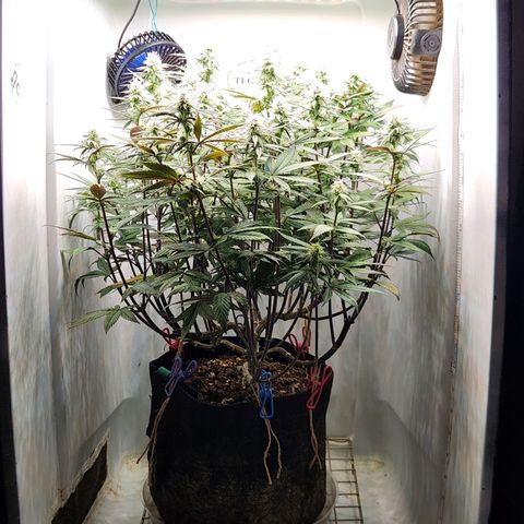 Sinferno growlog timeline photo
