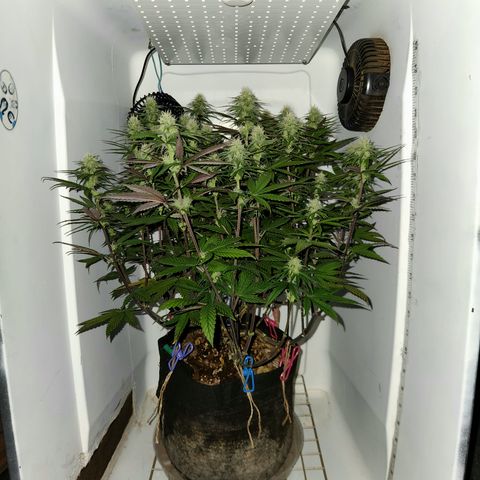 Sinferno growlog timeline photo