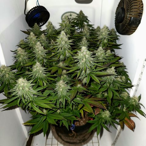 Sinferno growlog timeline photo