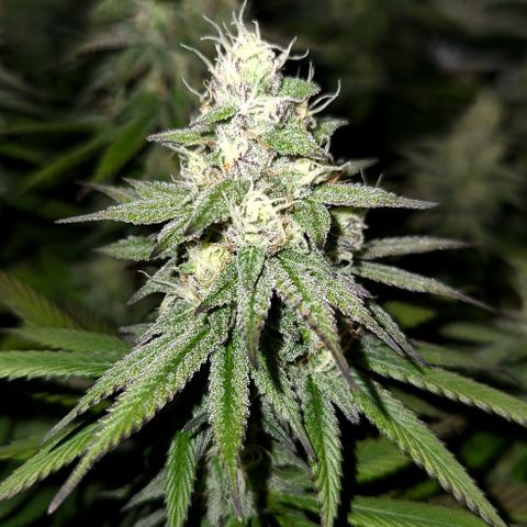 Sinferno growlog timeline photo