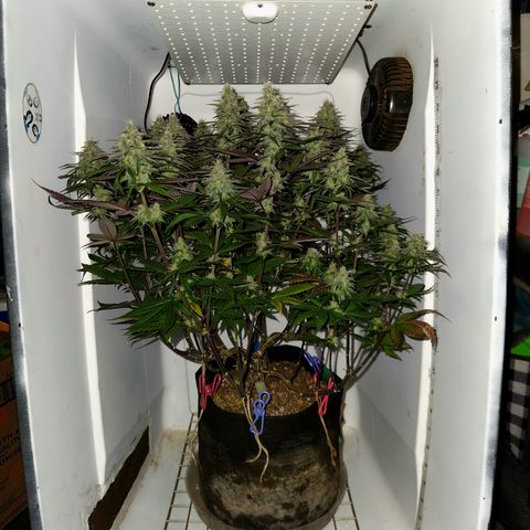 Sinferno growlog timeline photo