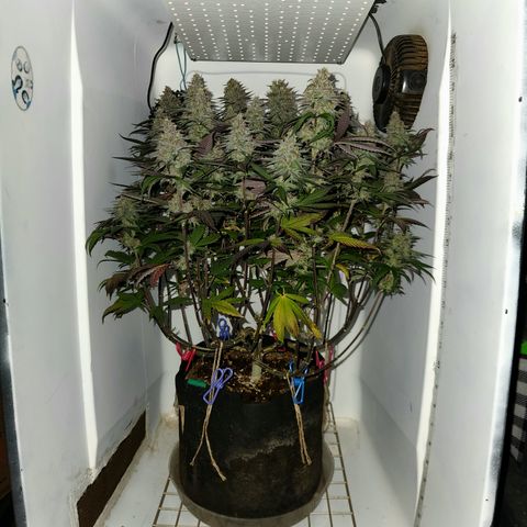 Sinferno growlog timeline photo