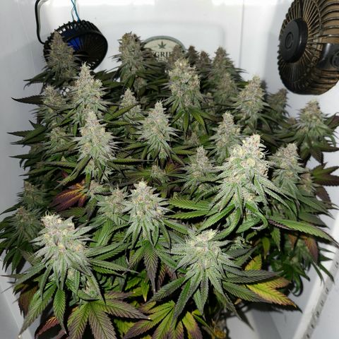 Sinferno growlog timeline photo