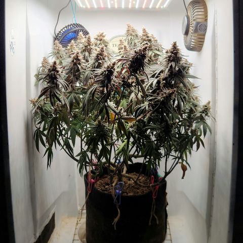 Sinferno growlog timeline photo