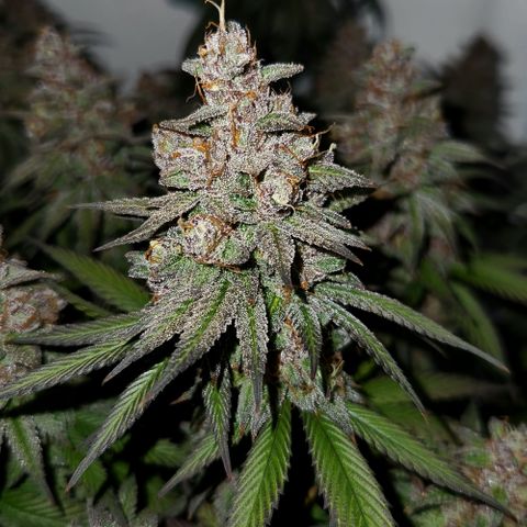 Sinferno growlog timeline photo