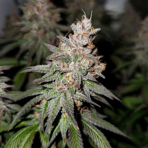 Sinferno growlog timeline photo