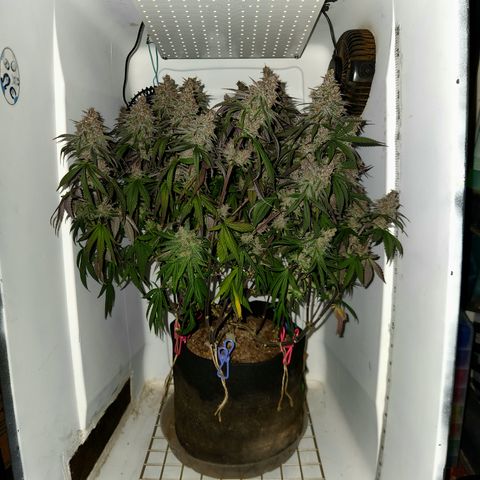 Sinferno growlog timeline photo