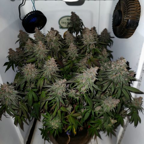 Sinferno growlog timeline photo