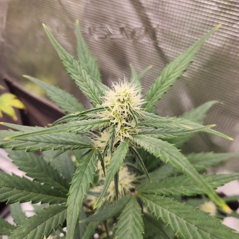 Medusa F1 Auto growlog timeline photo