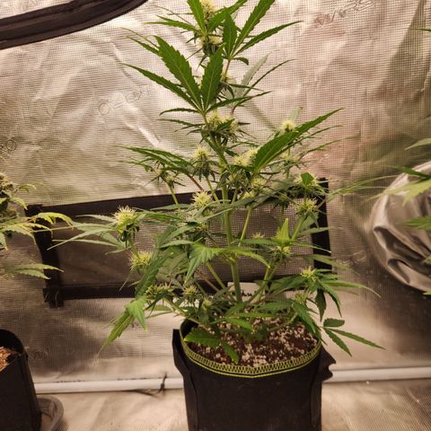 Medusa F1 Auto growlog timeline photo