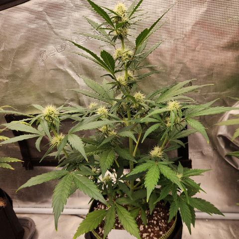 Medusa F1 Auto growlog timeline photo
