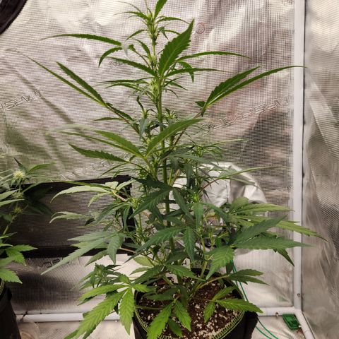 Sherbert Queen Auto growlog timeline photo