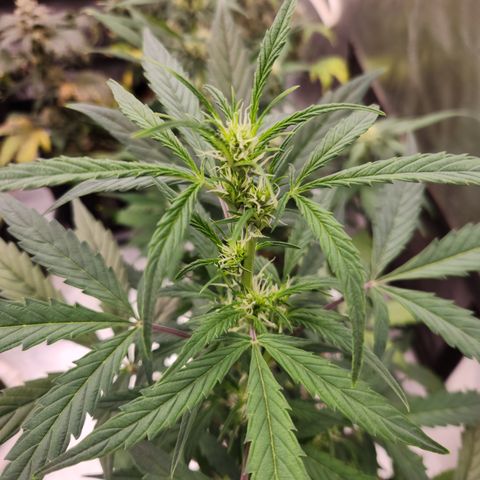 Sherbert Queen Auto growlog timeline photo