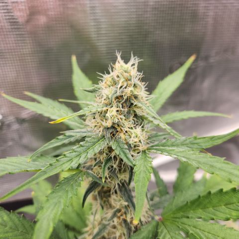 Medusa F1 Auto growlog timeline photo