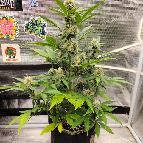 Medusa F1 Auto growlog timeline photo