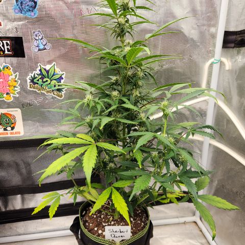 Sherbert Queen Auto growlog timeline photo