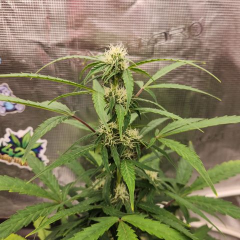 Sherbert Queen Auto growlog timeline photo
