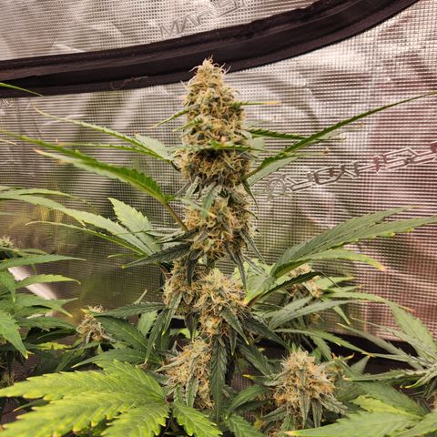 Medusa F1 Auto growlog timeline photo