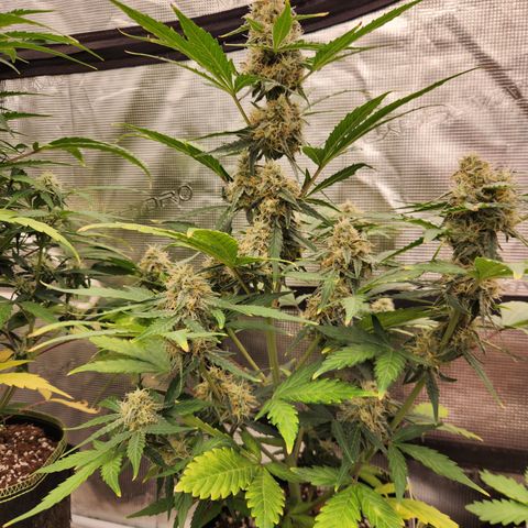 Medusa F1 Auto growlog timeline photo