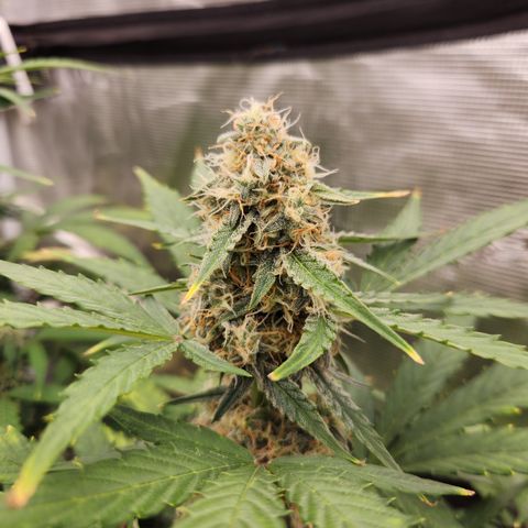 Medusa F1 Auto growlog timeline photo