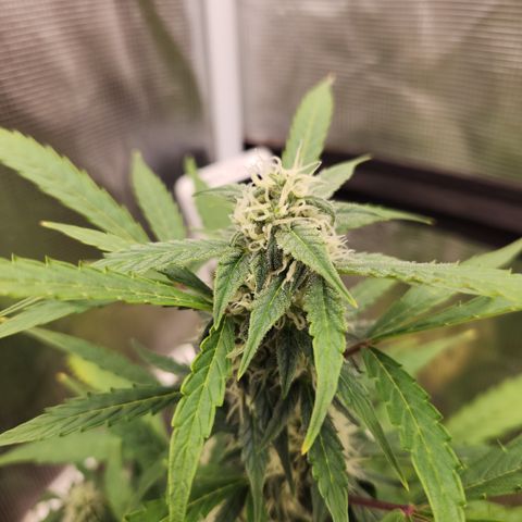 Sherbert Queen Auto growlog timeline photo