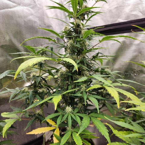 Sherbert Queen Auto growlog timeline photo