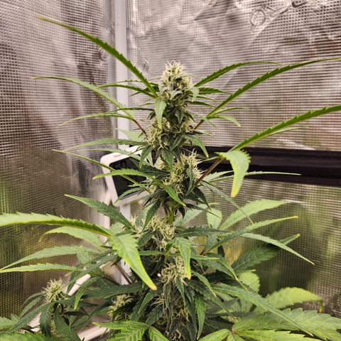 Sherbert Queen Auto growlog timeline photo