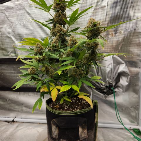 Medusa F1 Auto growlog timeline photo