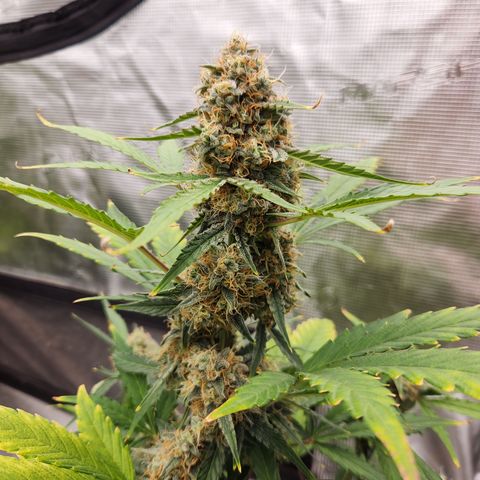 Medusa F1 Auto growlog timeline photo
