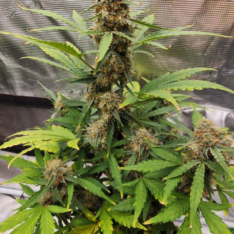 Medusa F1 Auto growlog timeline photo