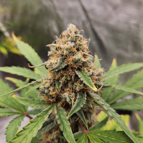 Medusa F1 Auto growlog timeline photo
