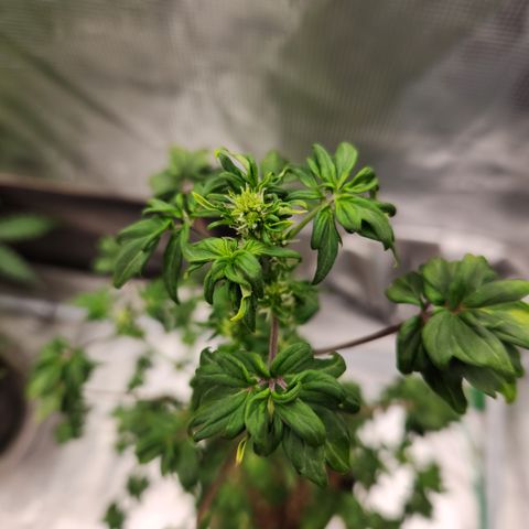 ABC-137 F5 Auto #1 growlog timeline photo